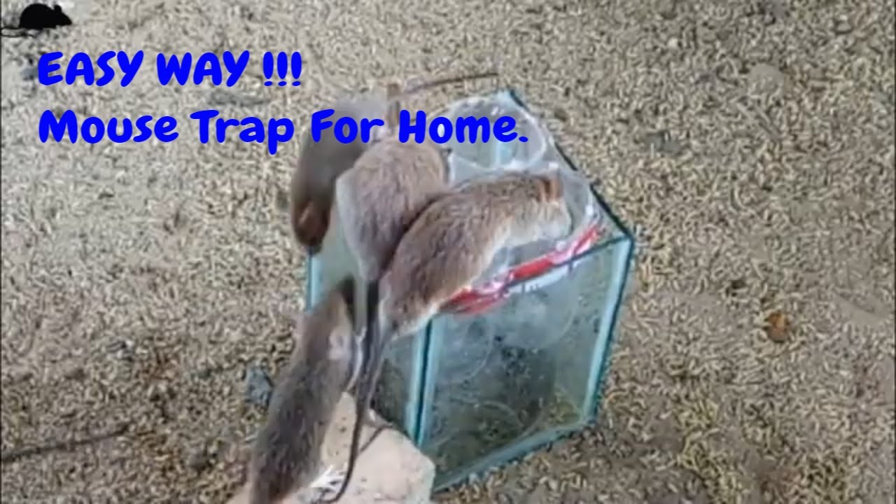 Small Bucket Glass DIY Homemade Mouse Trap YouTube