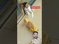 Super Funny #youtubeshorts #ytshorts #funny #funnyanimals #pets #animals #cute #foryou #catsoftiktok