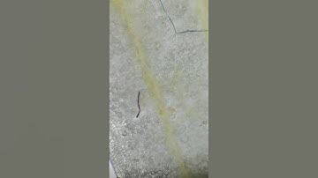 garlic under the microscope #shortvideo #shorts #microscope #macro