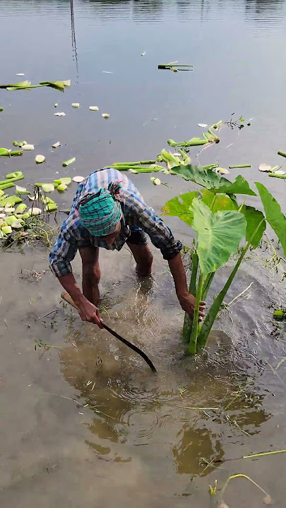 Cutting a colocasia esculenta🌱 #ep-172.