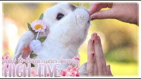 TUTORIAL: HOW TO TEACH YOUR BUNNY HIGH FIVE