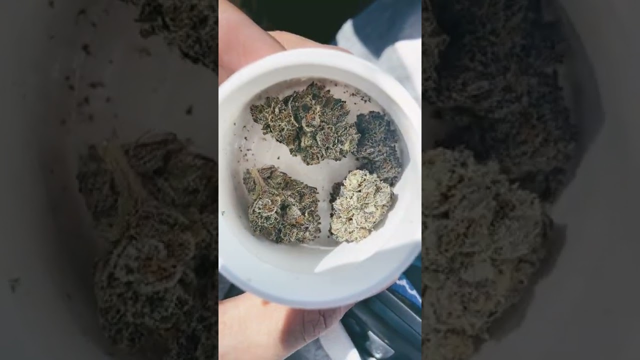 Florida Triangle T1 Flower | MUV