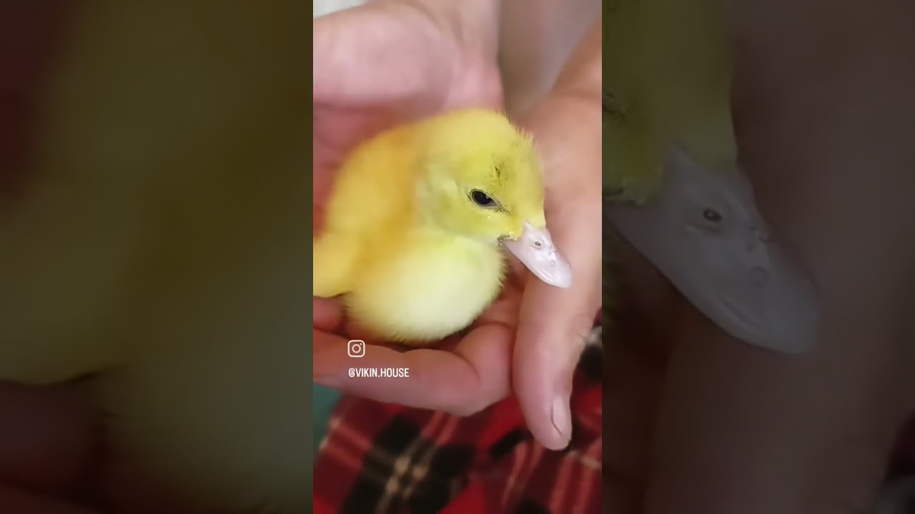 все маленькие такие милые ? #утята #птички #птицеводство #утки