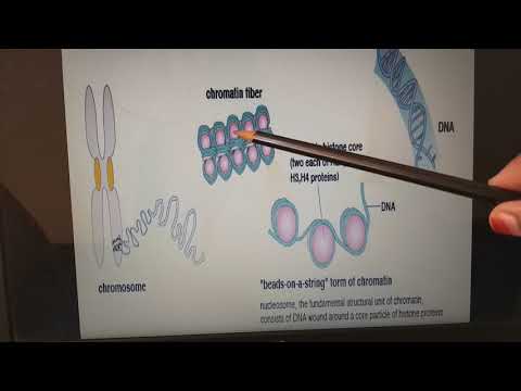हिस्टोन और नॉनहिस्टोन, क्रोमोसोम, क्रोमैटिन सामग्री, न्यूक्लियोसोम, डीएनए के बीच अंतर