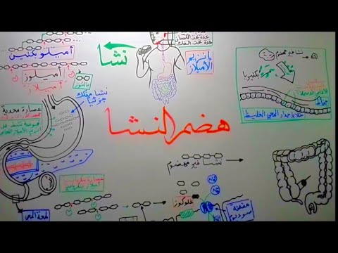 فيديو: أي عضو يهضم النشا؟