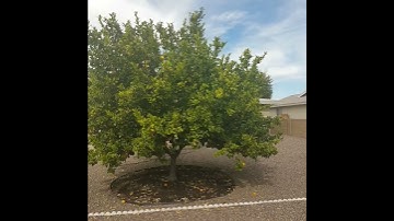 Orange and Lemon trees