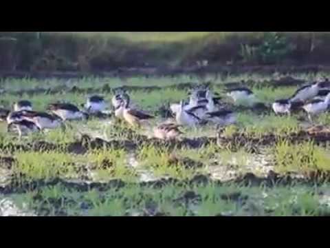 Thol Bird Sanctuary - YouTube Gujarat Tourist Guide