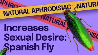 Dangerous Aphrodisiac That Ignites Ual Desire Spanish Fly