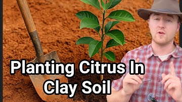 How to Plant Citrus Trees in Clay Soil (Step-by-Step Guide for Success)