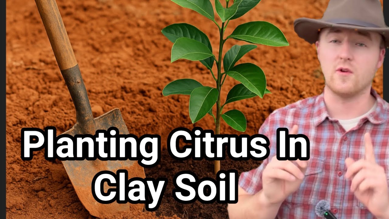 How to Plant Citrus Trees in Clay Soil (Step-by-Step Guide for Success ...