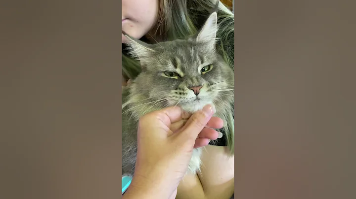 Watch the video about Maine Coon HoneyMelody, Maine coon drinking from water fountain, blue silver tabby Maine Coon