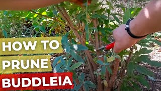 How to prune Buddleia