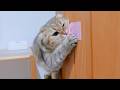 A kitten skillfully opens the door in search of something tasty!
