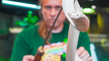 HANDLING A DEADLY WHITE COBRA HELPS ME!!! | BRIAN BARCZYK