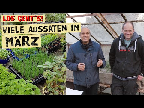 Video: Grünkohl-Sorten bei heißem Wetter – Wie man Grünkohl in Gärten der Zone 9 anbaut