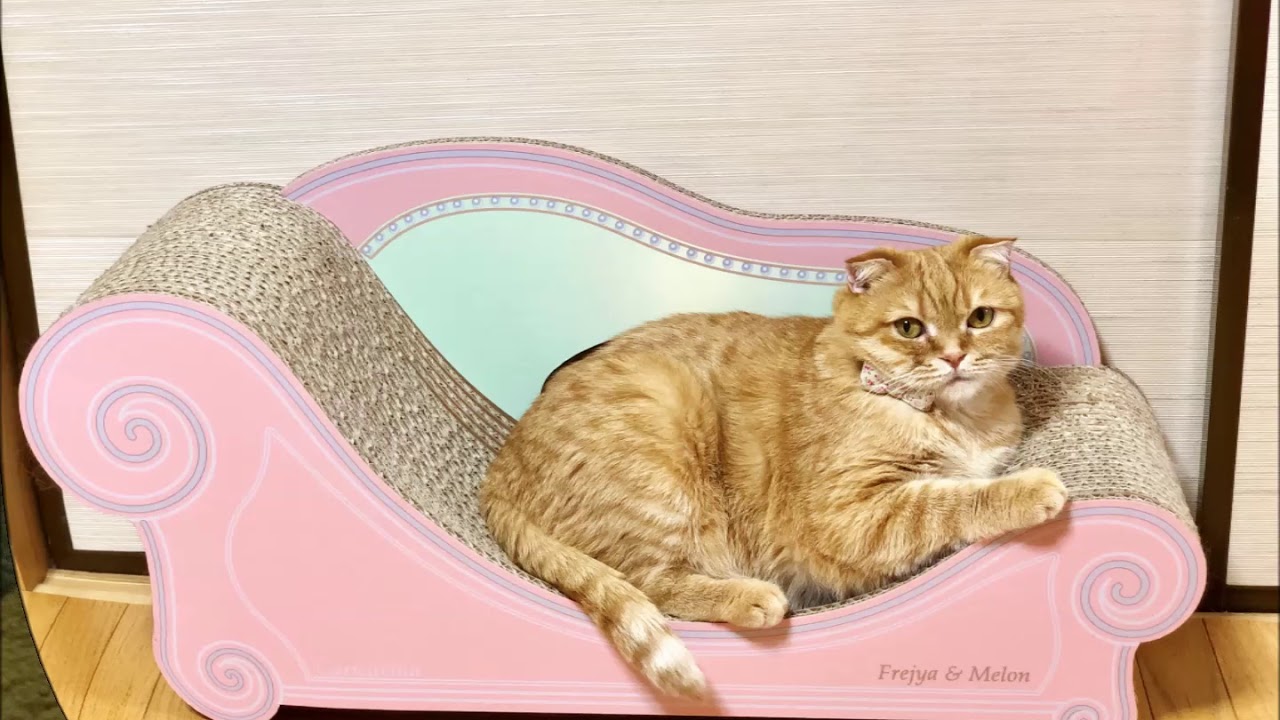 カリカリーナカレンダー 応募写真を集めたよ Youtube