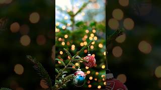 what's (bauble) in french? #siavalenvosh #learnfrench #bauble #frenchword #languagelearning #newword