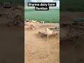 Sharma dairy farm Rambas mundawar
