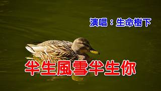《半生風雪半生你》演唱：生命樹下｜CC字幕
