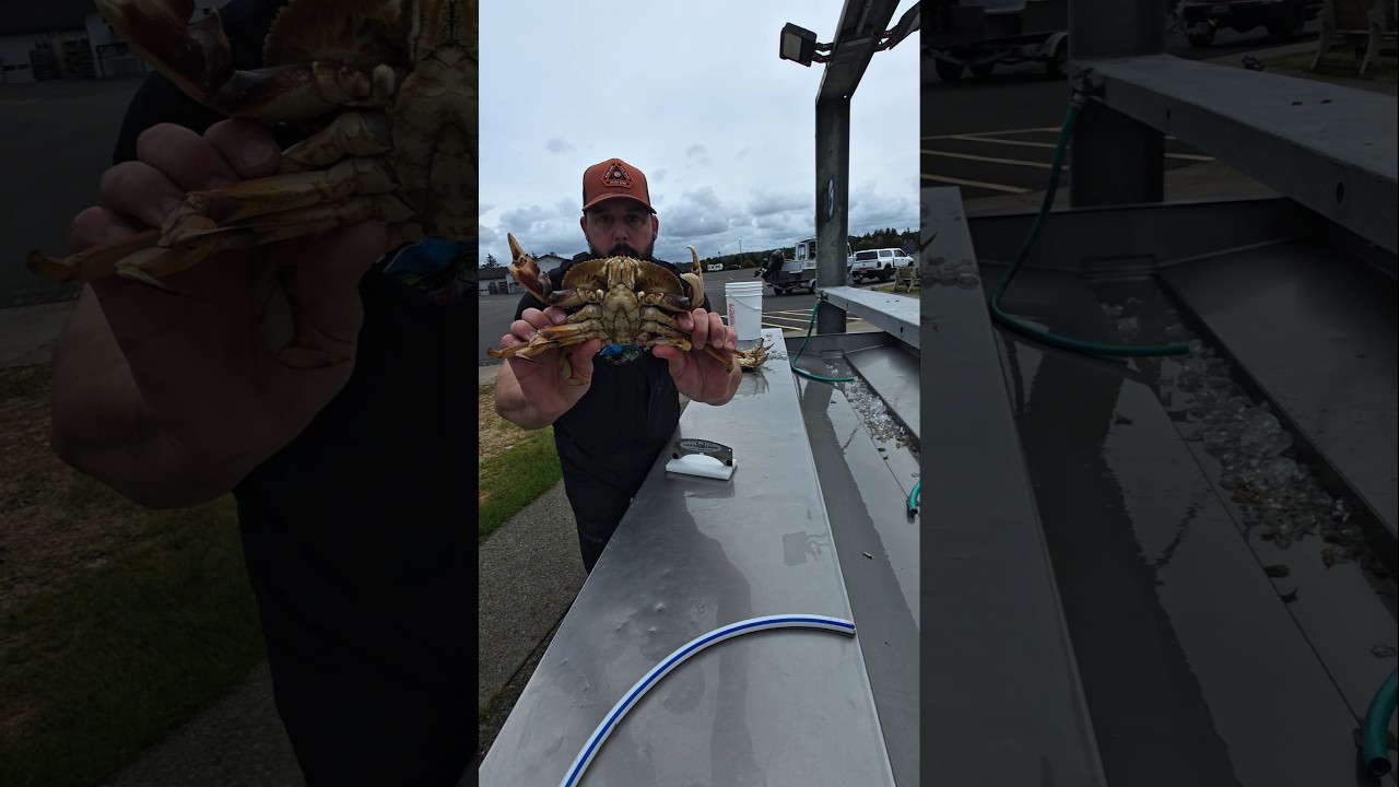How To Clean Dungeness Crab (EASY!) 