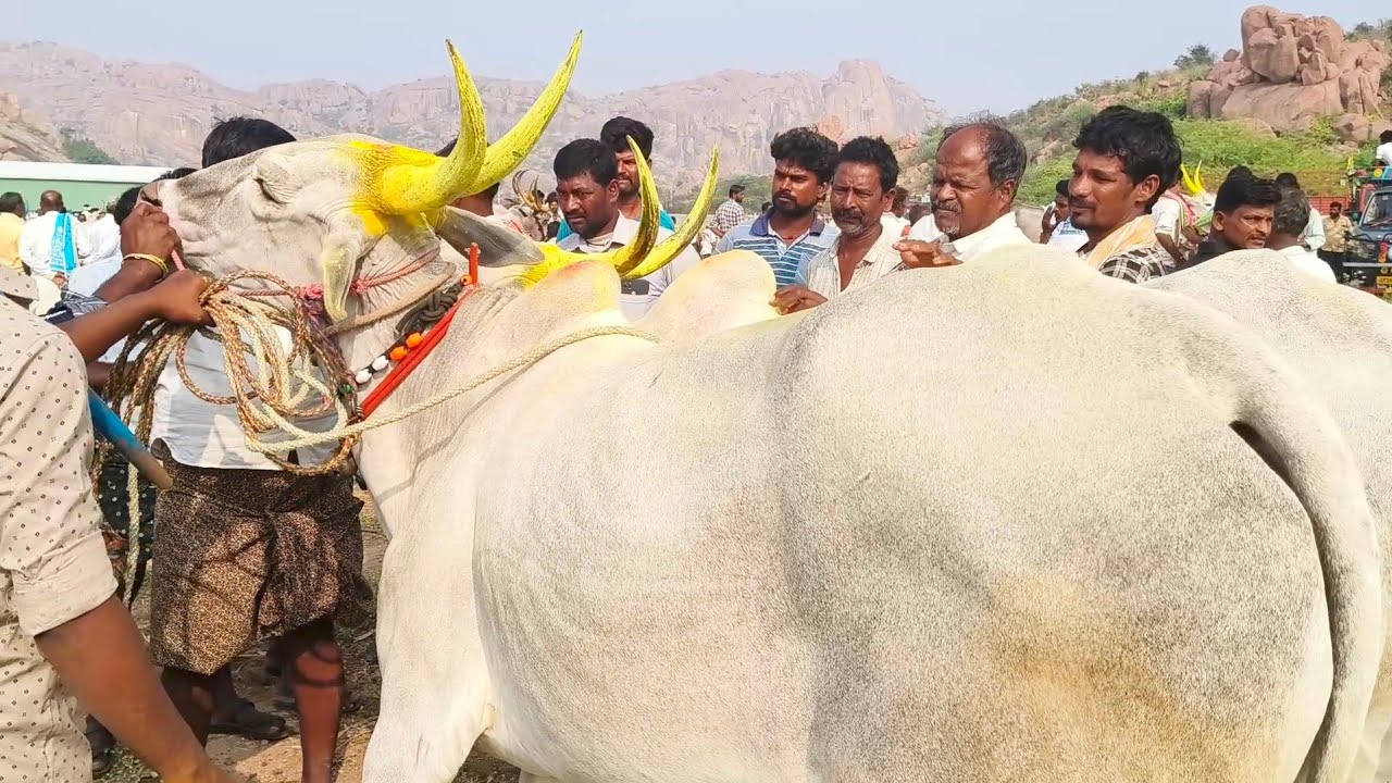 Adoni bull's Market | farmer Conversation | Oxe's price | indian cattle market video's 