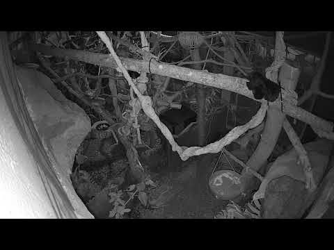 Riga Zoo Sloths live cam preview