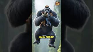 Bir Goril On İnsan Gücünde Nasıl Mümkün?