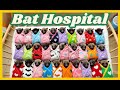 Bat Hospital Adventure Quiz