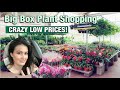 Huge Bird of Paradise for $25, Super Cheap Prices! Big Box & Pike's Nursery Plant Shopping & Haul