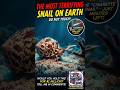 The Most Terrifying Snail On Earth 🐌 #shorts  #usarantzone #usa #rant #seacreatures
