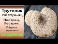 Съедобный трутовик пёстрый -  Polyporus squamosus