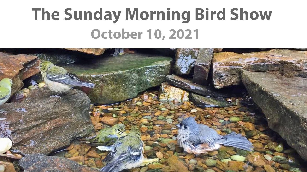 Fall Warblers! The Sunday Morning Bird Show ~ October 10, 2021