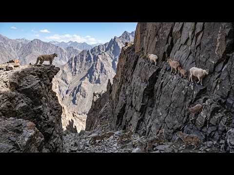 Mountain Goats Outsmart Deadly Predators on Impossible Cliffs 🐐⛰️