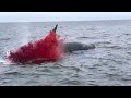 Dead Whale Explodes