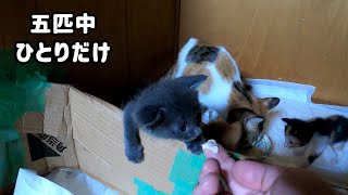 The kitten finally ate baby food!“What did your first taste taste like?” by あいねこ.Aineko 469 views 1 month ago 11 minutes, 21 seconds