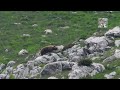 L&#39;orso Marsicano in cerca di cibo.