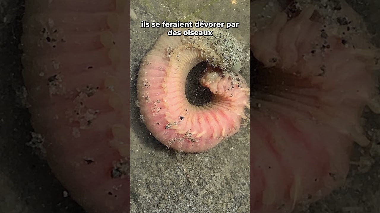 Ver de sable #nature #animal #omg