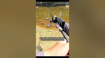 Câu lure cá lóc khủng đúng cách #cauca #fishing #funny  #caulure #giaitri #lurefishing #fishinglife