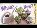 How To Water Succulents (Tips to Keep Them Alive)