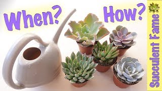How To Water Succulents (Tips to Keep Them Alive)