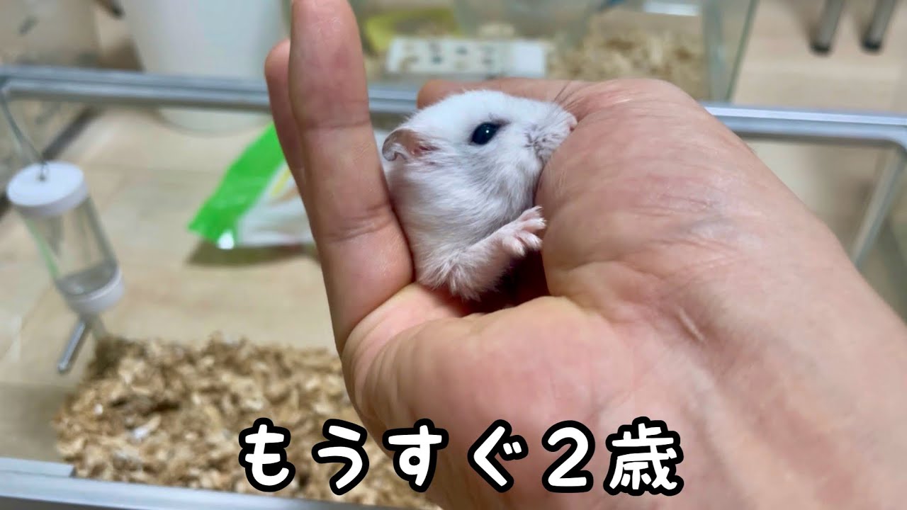 もうすぐ2歳になる白いハムスター - YouTube
