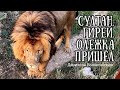 Тайган ❤️Лев Олежка пришёл к Султану и Гирею. Safari park Taigan