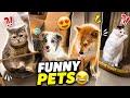 The Funniest Animal Video Today 😂