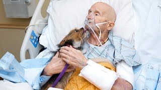 Vietnam Veteran’s Dying Wish Was To See His Beloved Yorkshire Terrier One Last Time by Top Animals Story 905 views 3 years ago 3 minutes, 30 seconds