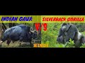 Indian Gaur VS Silverback Gorilla किसकी होगी जीत?/INDIAN GAUR VS SILVERBACK GORILLA WHO WINS?