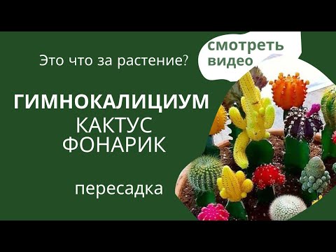 Гимнокалициум. Как Нас Обманывают Продавцы!  #гимнокалициум #комнатныецветы #комнатныерастения