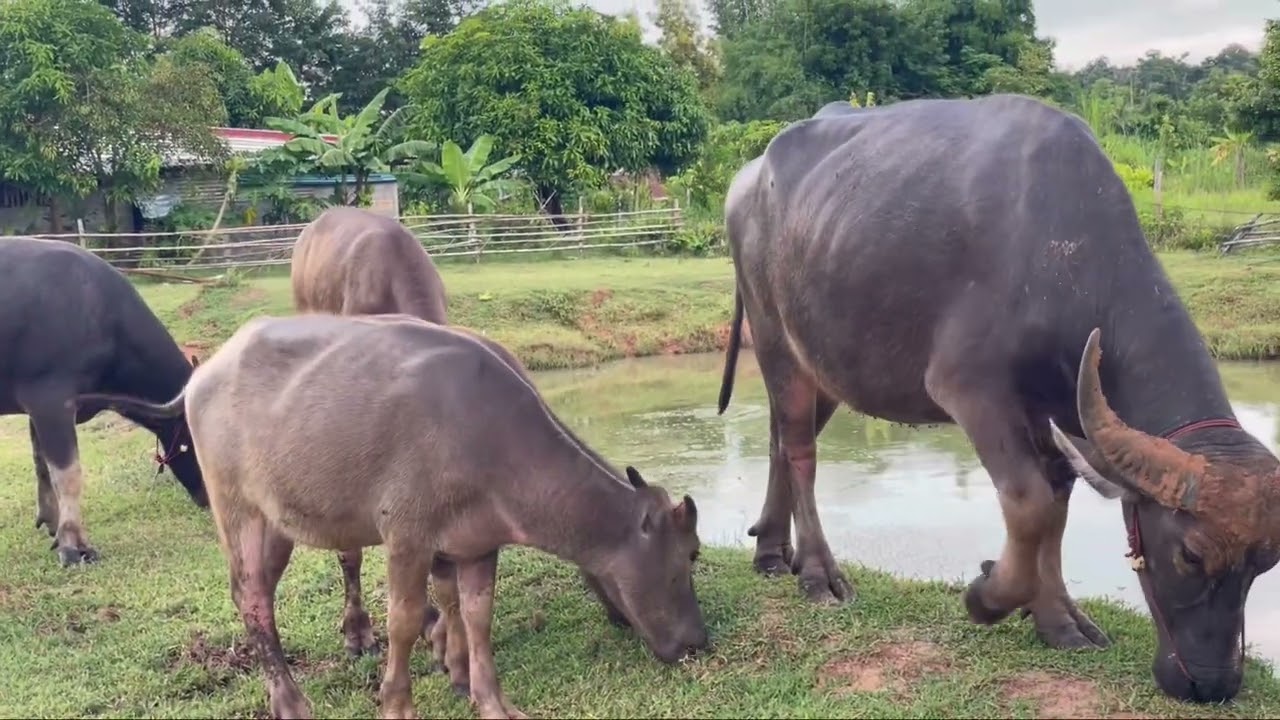 เลี้ยงควาย