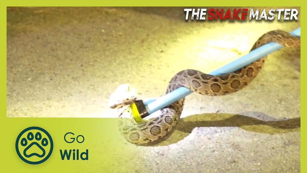Documentary backdrop image for Discovering Siamese Russel's vipers (2025)
