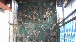 Cvorak Sturnus Vulgaris Vs. Drozd Turdus Viscivorus