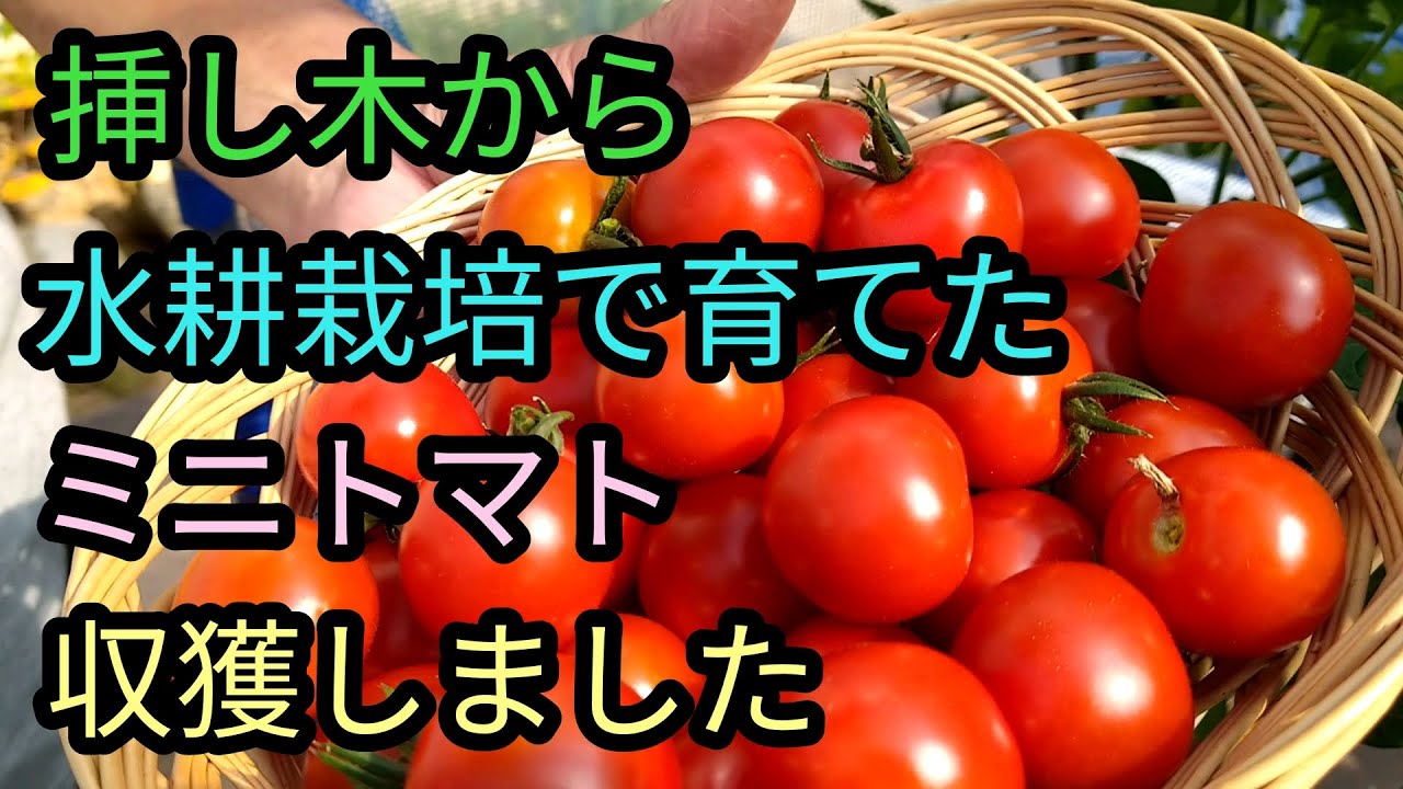 家庭菜園 挿し木から水耕栽培で育てたミニトマトを収穫しました Youtube 家庭菜園 挿し木から水耕栽培で育てたミニトマトを収穫しました Youtube